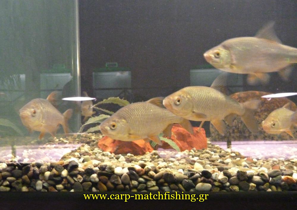 enydreio kastorias tsironia carpmatchfishing