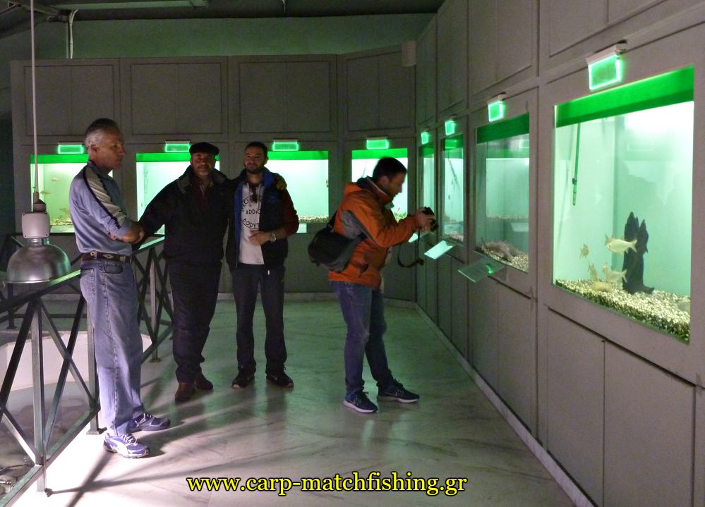 enydreio kastorias zaras carpmatchfishing