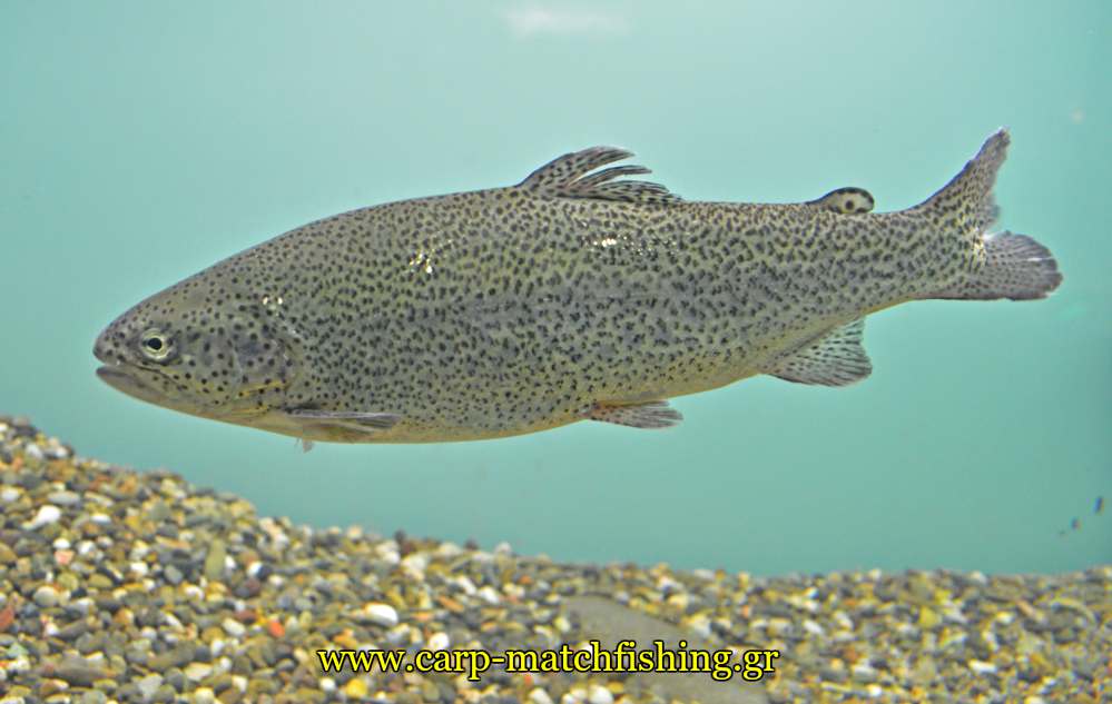 enydrio kastorias trout pestrofa carpmatchfishing