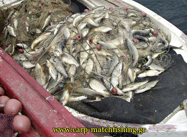 paranoma-dixtya-kristalize-carpmatchfishing