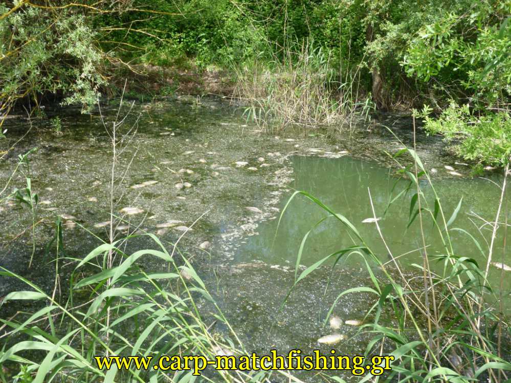 nekra-psaria-pamvotida-carpmatchfishing