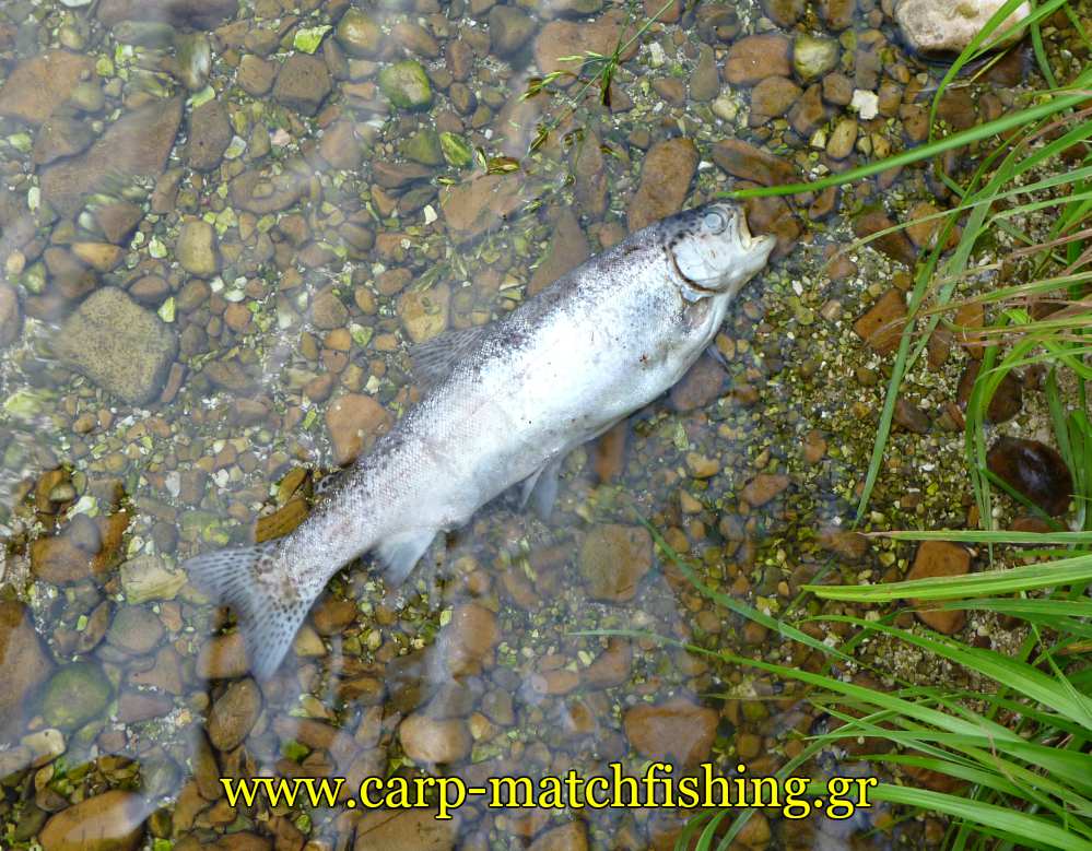 dead-trout-river-paranoma-ichtiotrofeia-carpmatchfishing