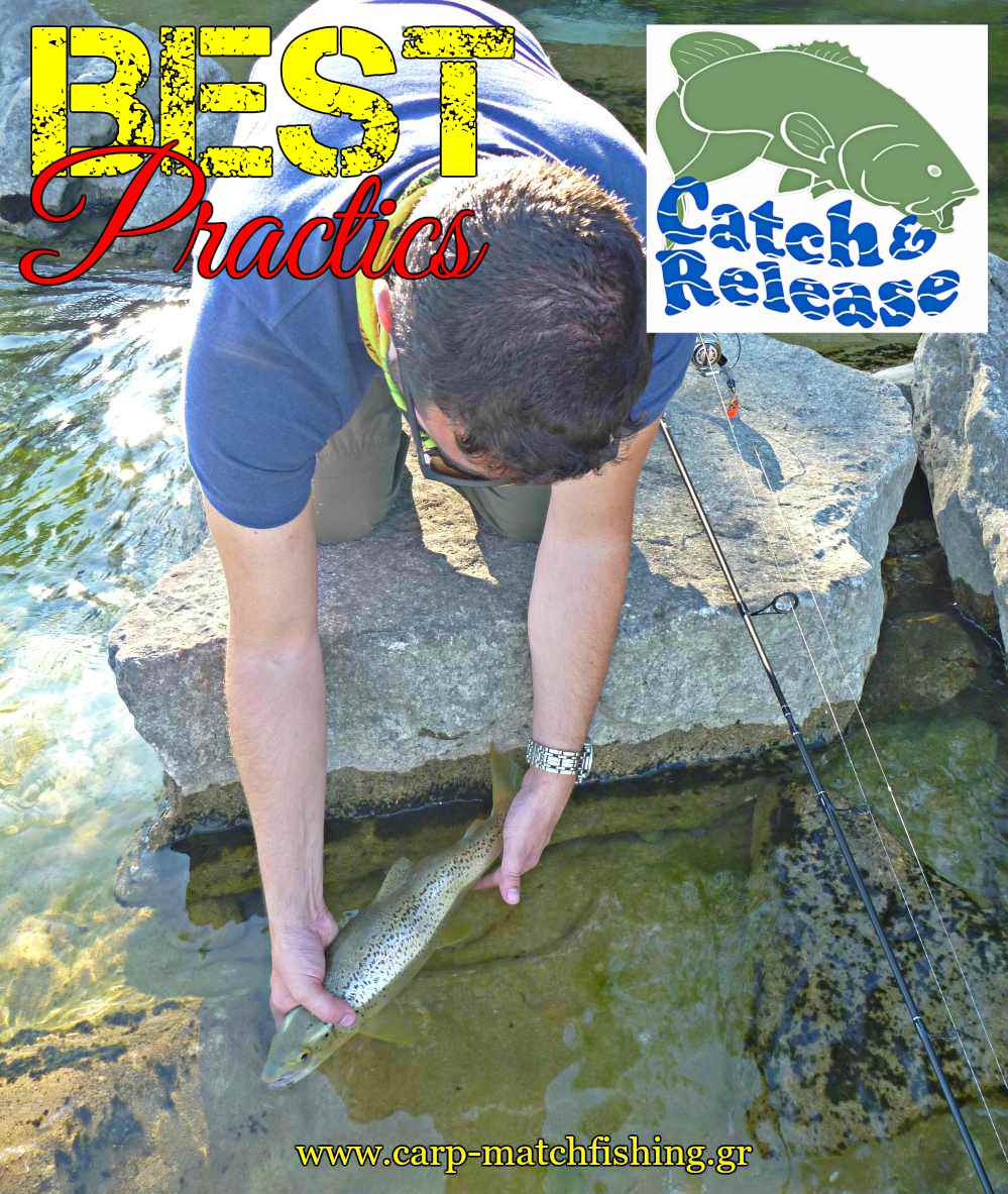 best practics catch and release brown trout carpmatchfishing
