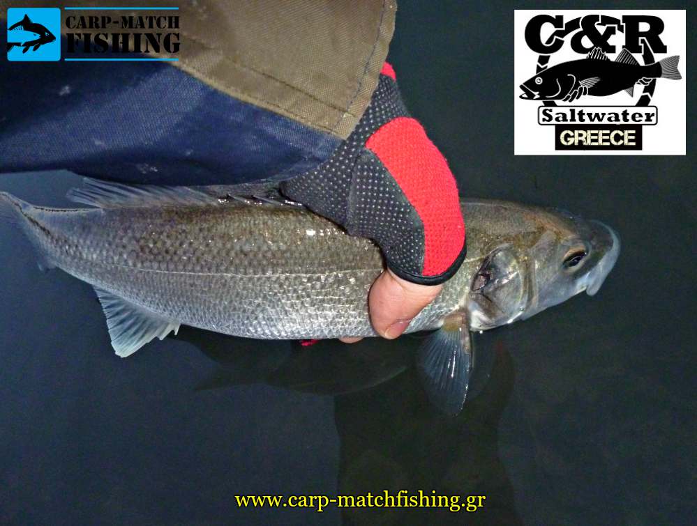 catch and release lavraki sea bass carpmatchfishing