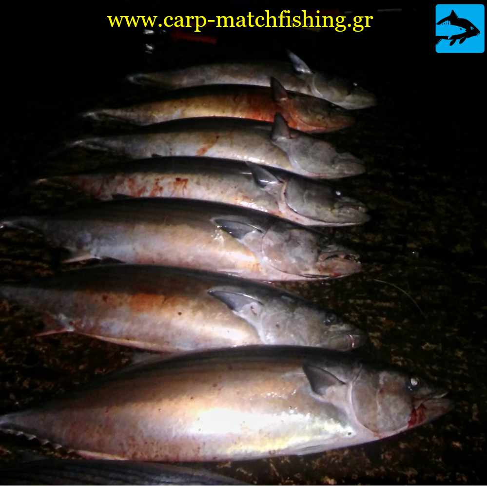 palamides polles yperpsaries carpmatchfishing