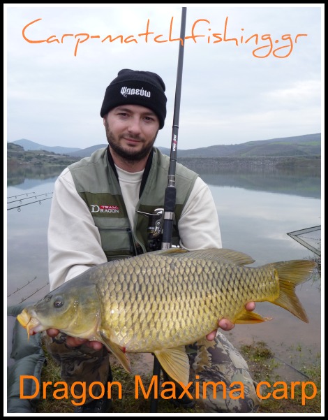 maxima carp