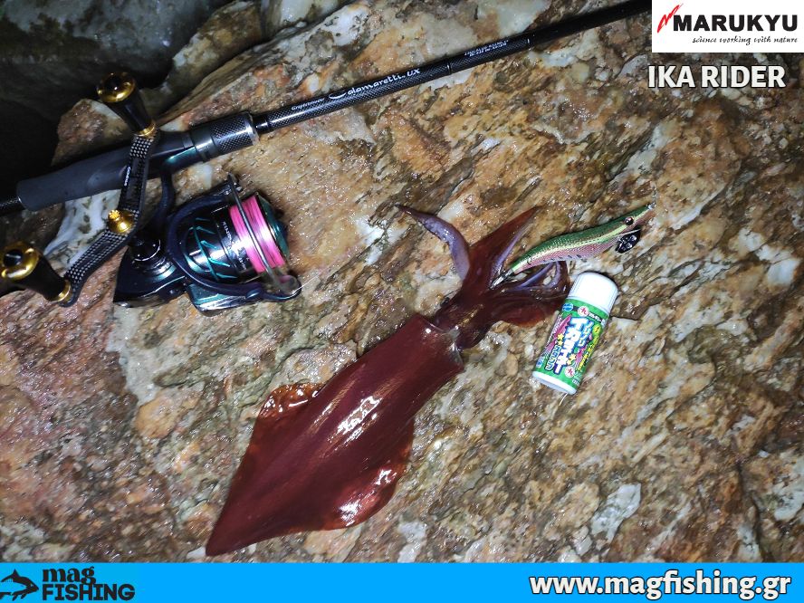 marukyu norinori ika rider squid eging calamaretti magfishinggr