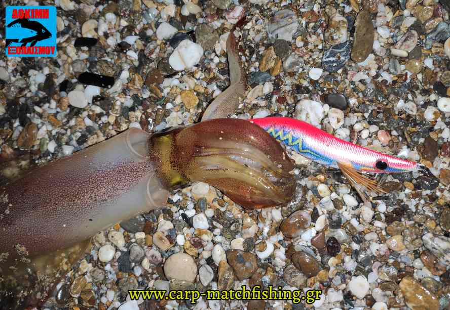 squid kalamariera egido premium carpmatchfishing