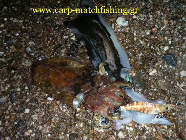 eging cuttlefish squid