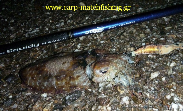 eging-cuttlefish