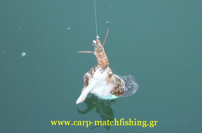 eging-cuttlefishi-vega-jigs