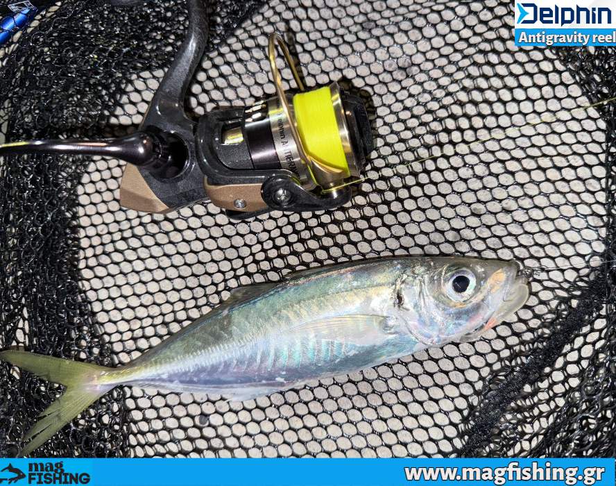 safridi ajing antigravity reel delphin magfishing.gr