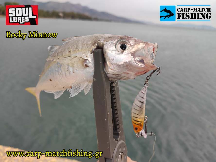 rocky minnow kokkali carpmatchfishing