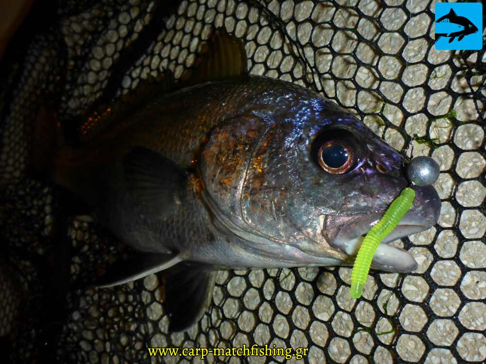 silios sakura lrf kit carpmatchfishing