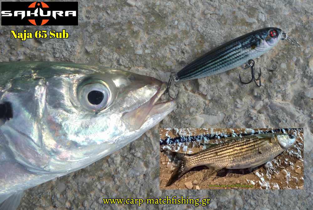 kokkalia naja 65 sub sakura carpmatchfishing