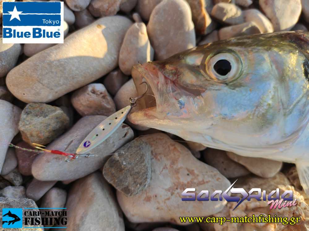 planaki searide blue blue mini carpmatchfishing