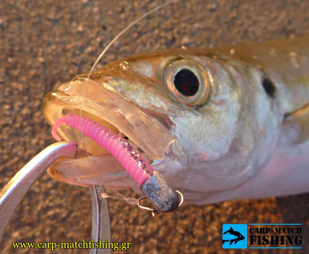 kokkali grip xesta stick worm star mouth fish carpmatchfishing