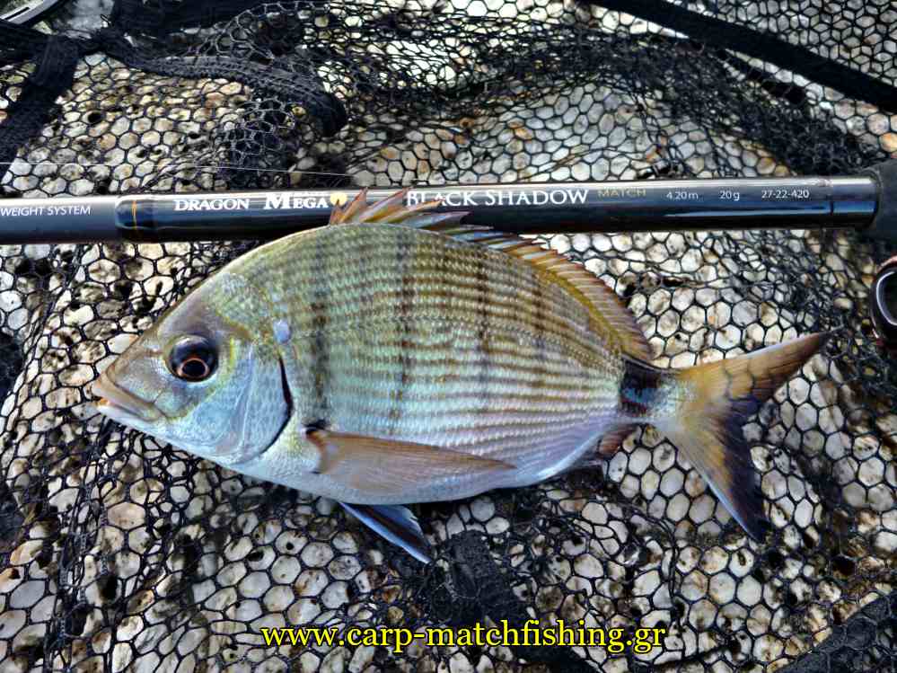 sargos-dragon-black-shadow-match-carpmatchfishing