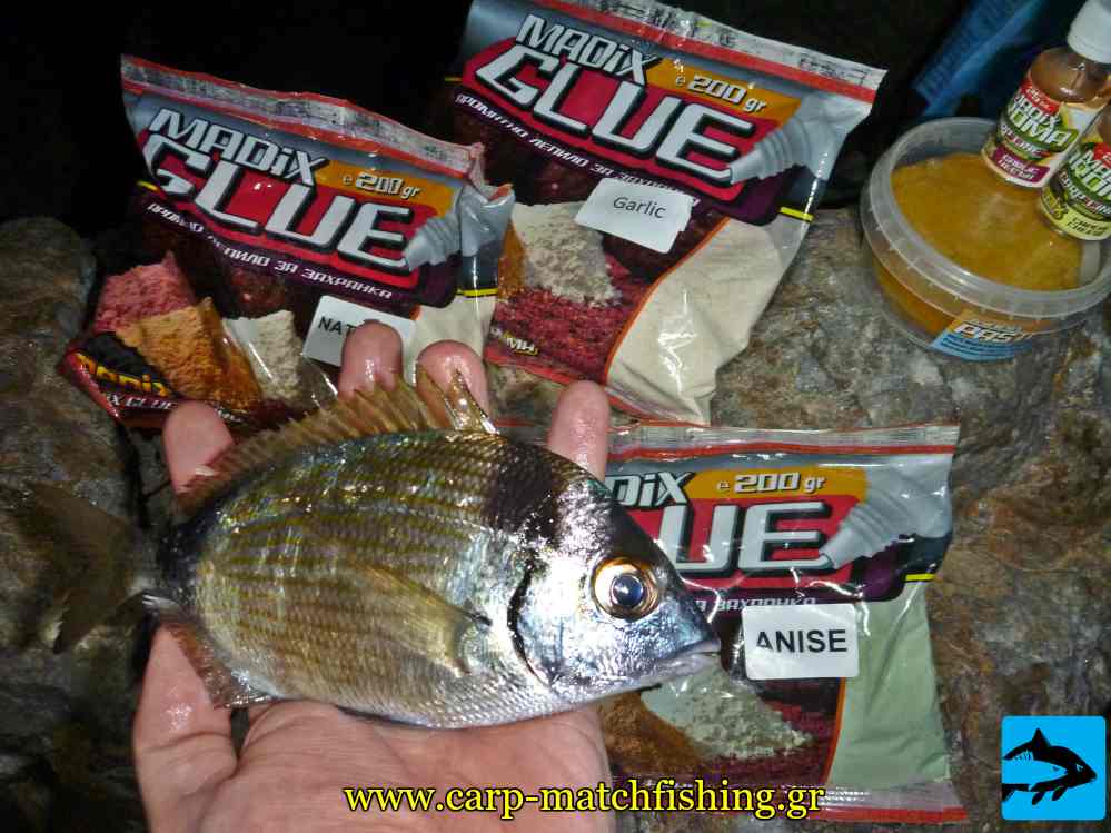 madix glue sargos carpmatchfishing