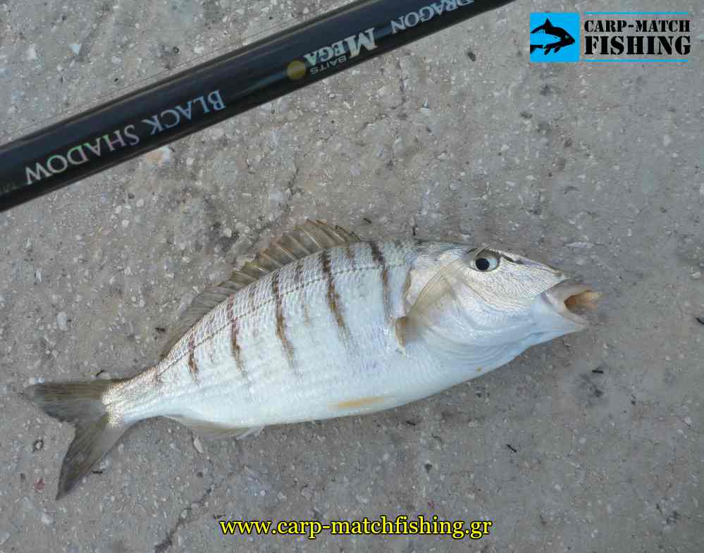 madix mourmoura carpmatchfishing