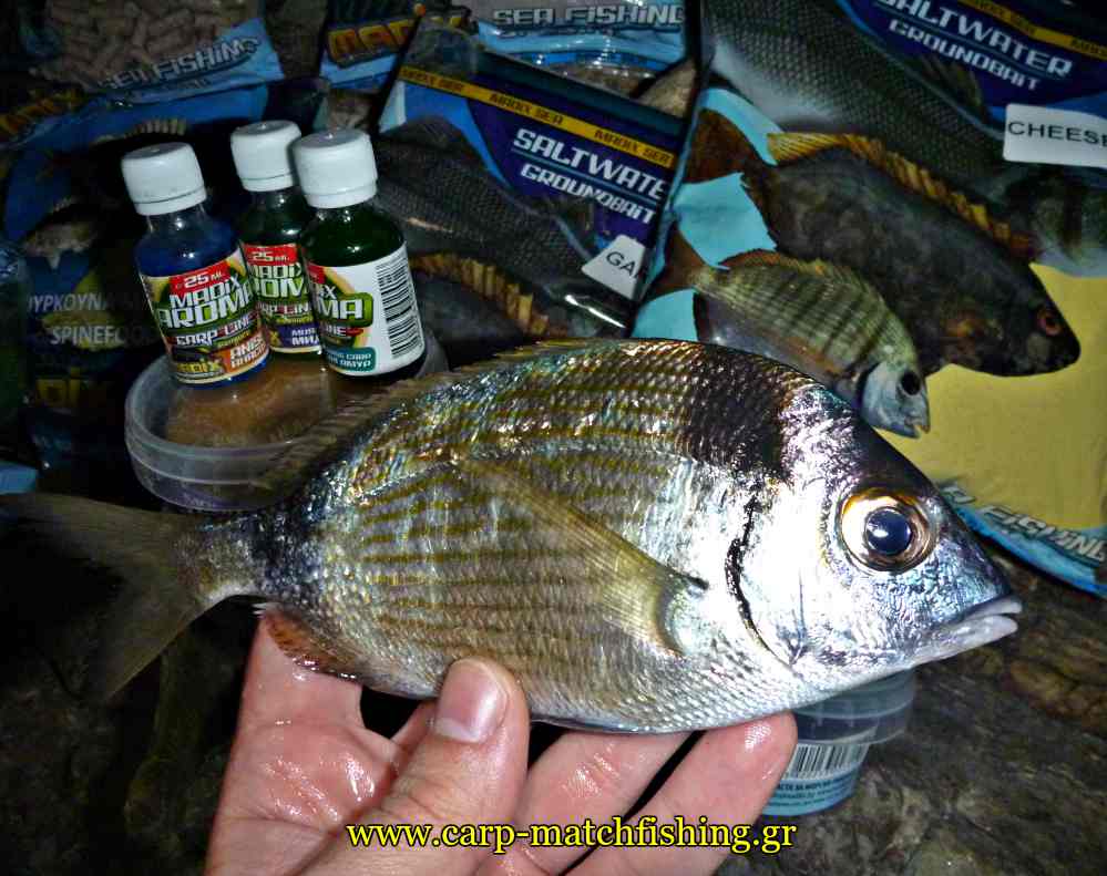 sargos malagres carpmatchfishing