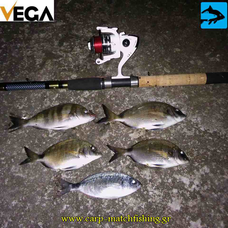 sargoi auliades vega native match rod carpmatchfishing