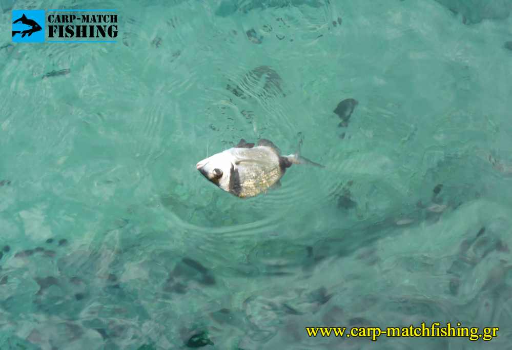 sargos match rockfishing waggler carpmatchfishing