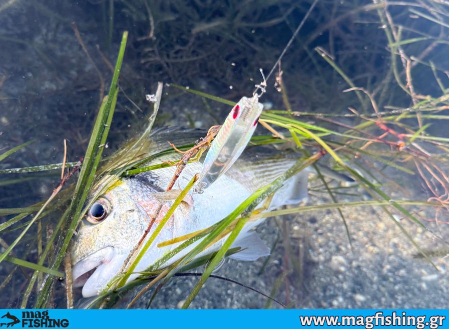dostum holo scales tsipoura magfishing.gr