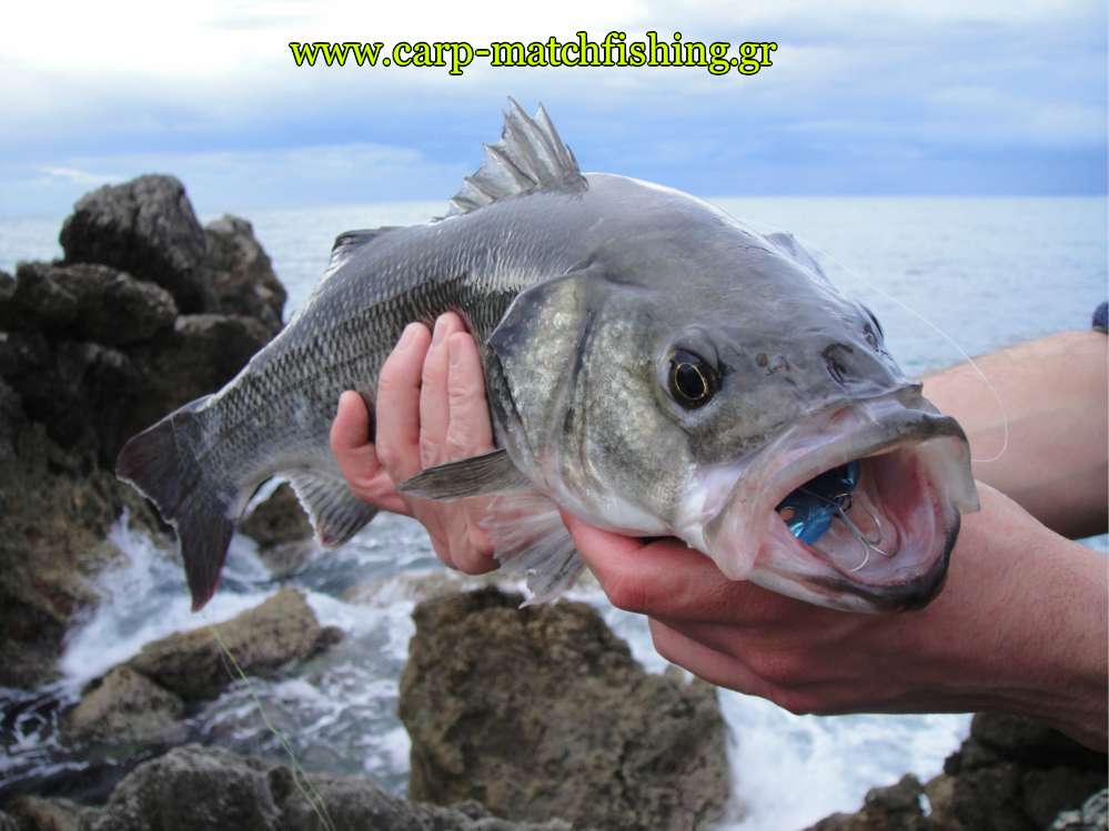 lavraki-gtbio-carpmatchfishing.jpg