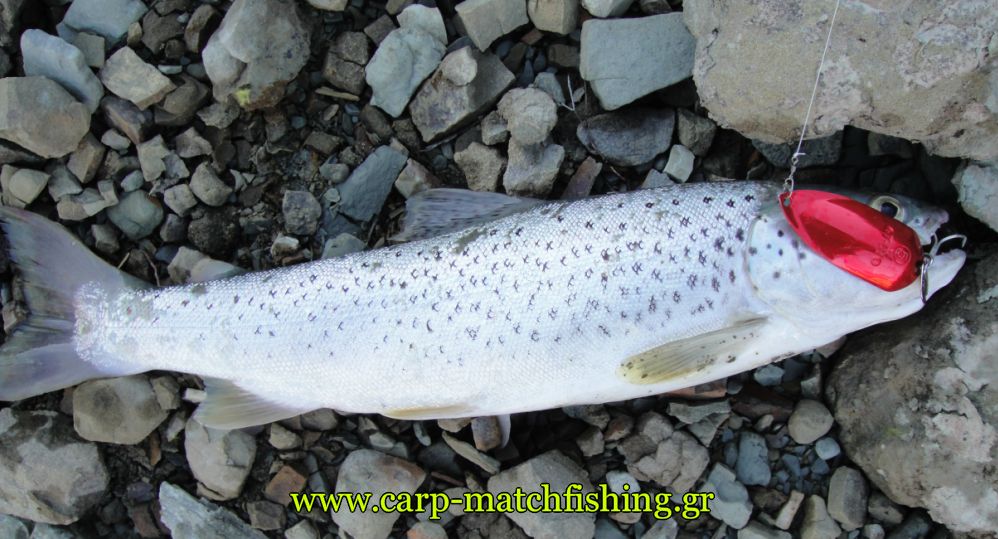 trout-spinning-carpmatchfishinggr.jpg