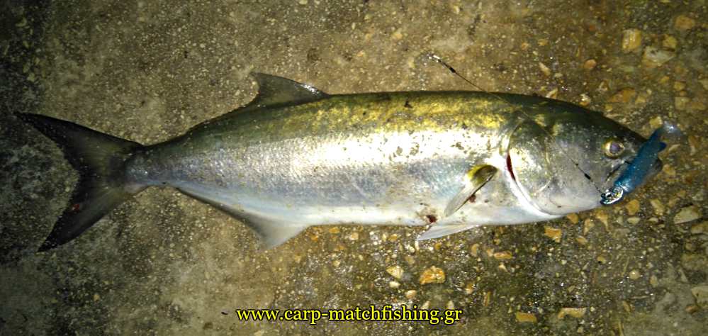 gofari-silikoni-sakura-shad-carpmatchfishing