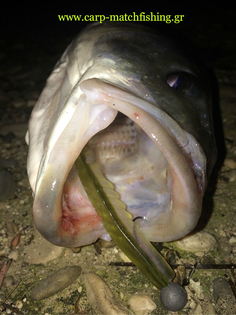 lavraki-stoma-xlayer-carpmatchfishing.jpg