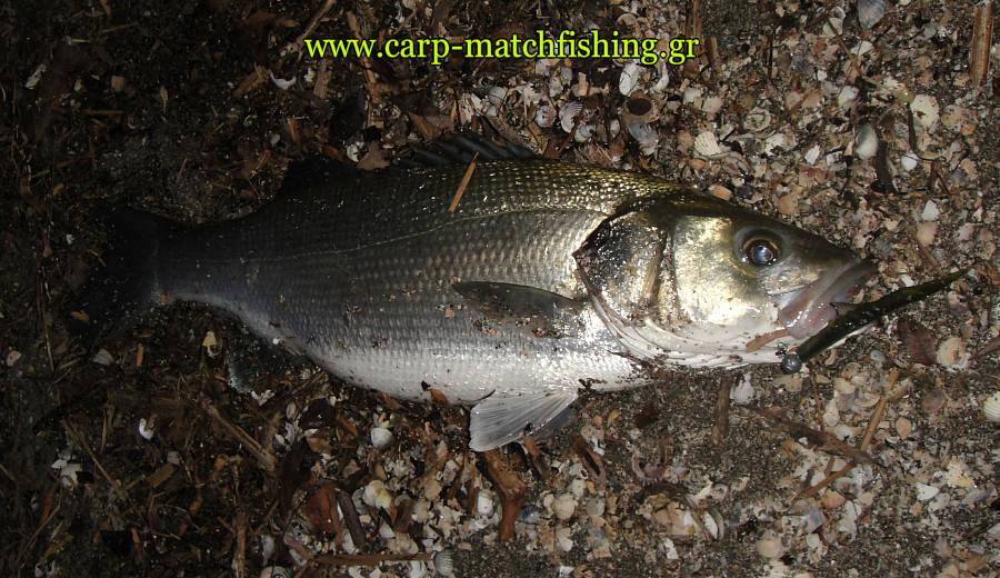 lavraki-xlayer-silikoni-carp-matchfishing.jpg