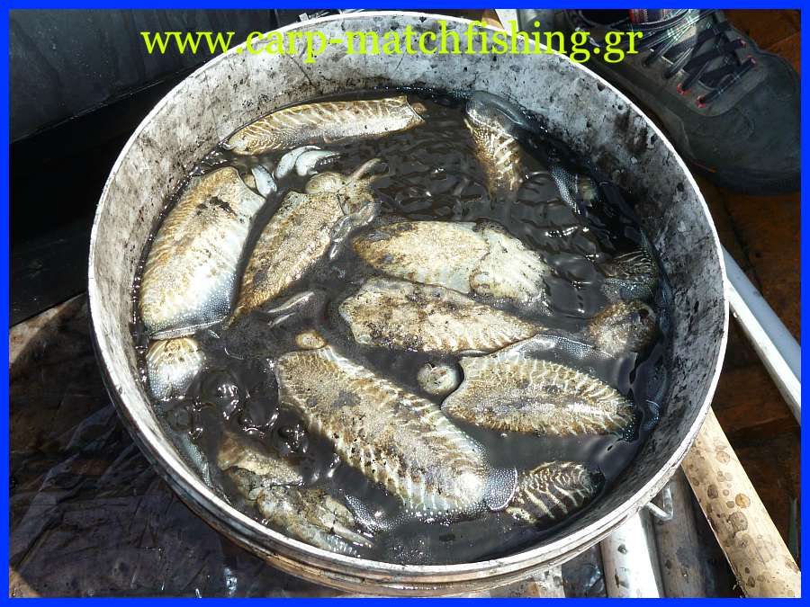 soupies-kouvas-eging-carp-matchfishing-gr.jpg