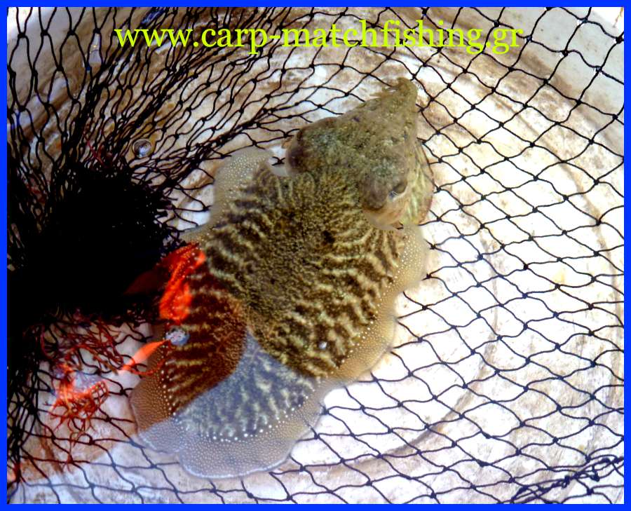 soypia-net-eging-carp-matchfishing-gr.jpg