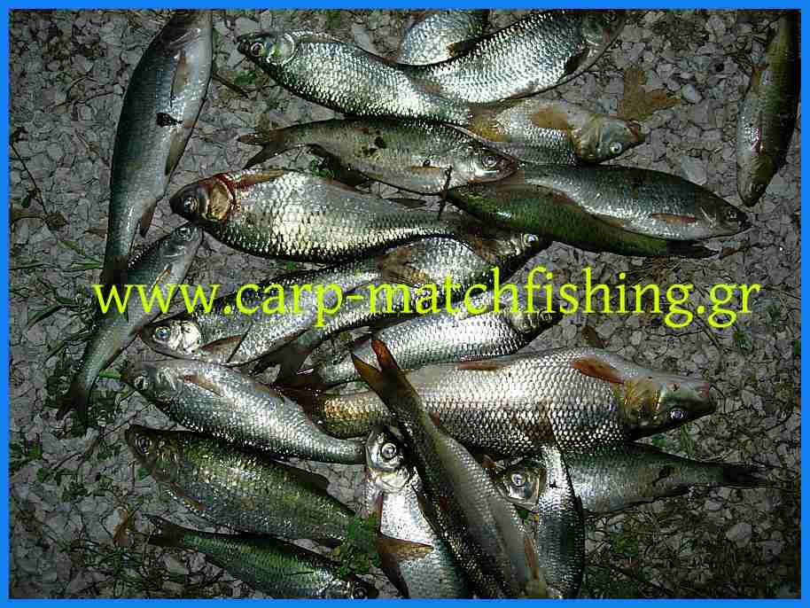 www.carp-matchfishing.gr. Tα πάντα γιατο ψάρεμα σε θάλασσα και στα γλυκά νερά, τεχνικές matchfishing, bolognese, carpfishing, spinning, casting, eging